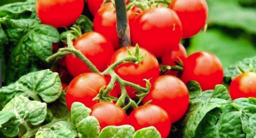 Popis odrůdy rajčete beruška a její vlastnosti